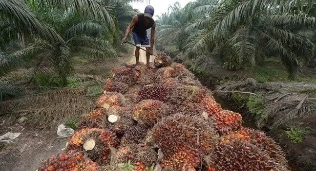 La C Te D Ivoire E Plus Grand Producteur De Palmier Huile Afrique